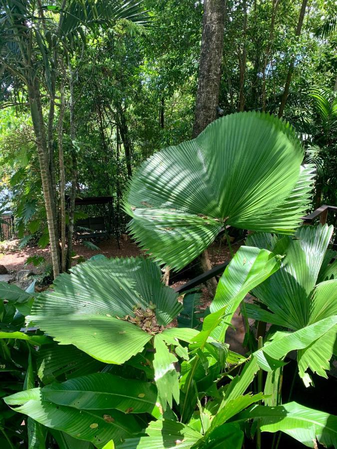 Cairns Rainforest Retreat المظهر الخارجي الصورة